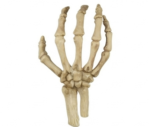 Skeleton hand decoration with five pale bone fingers, standing upright